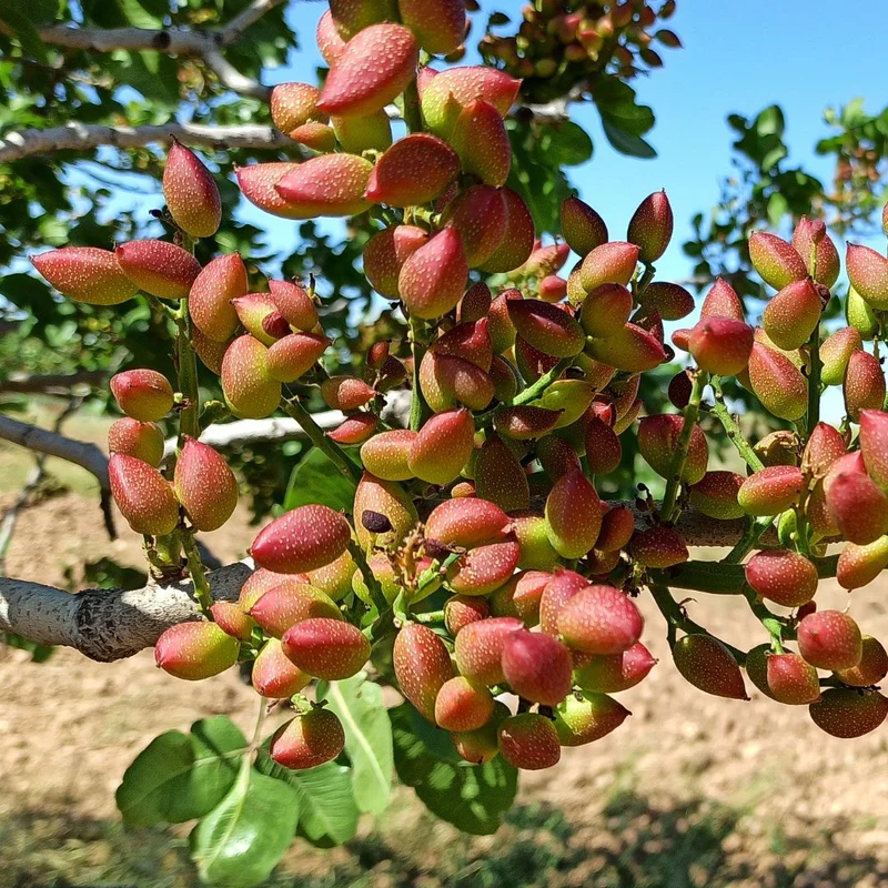 Pistachio Nut Tree (Pistacia vera) – Seeds