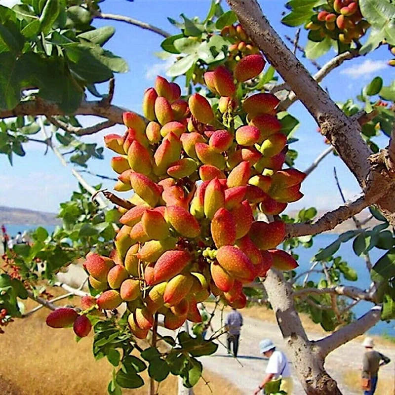 Pistachio Nut Tree (Pistacia vera) – Seeds