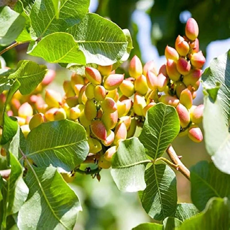 Pistachio Nut Tree (Pistacia vera) – Seeds