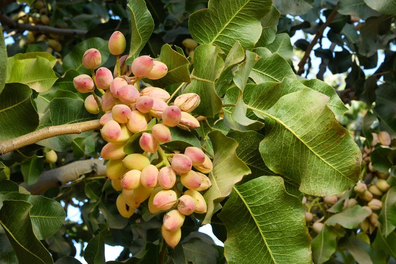 Pistachio Nut Tree (Pistacia vera) – Seeds