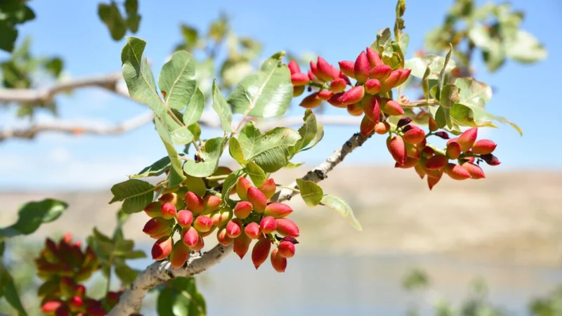Pistachio Nut Tree (Pistacia vera) – Seeds