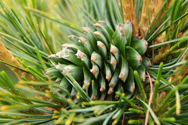 Korean Pine (Pinus koraiensis) – Seeds