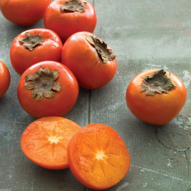 North American Persimmon (Diospyros virginiana) – Seeds