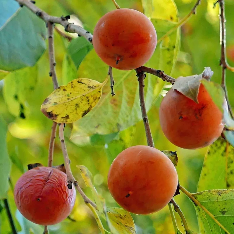North American Persimmon (Diospyros virginiana) – Seeds