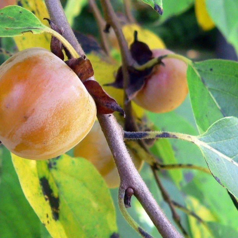 North American Persimmon (Diospyros virginiana) – Seeds