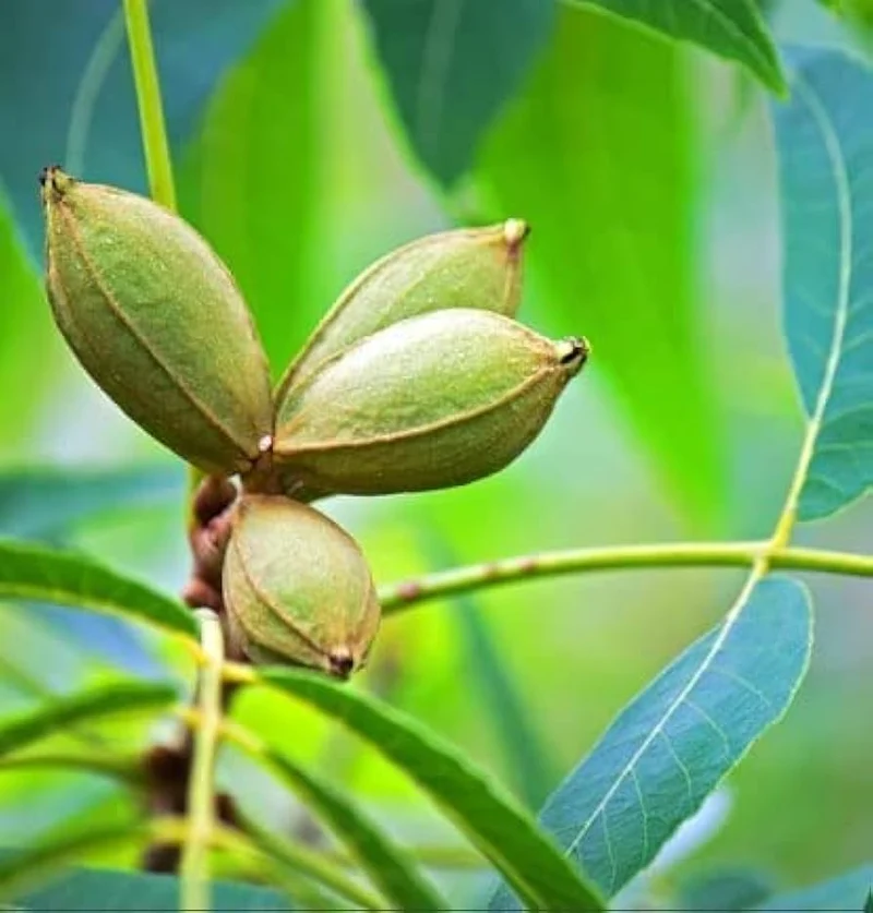 Northern Pecan (Carya illinoinensis) – Seeds