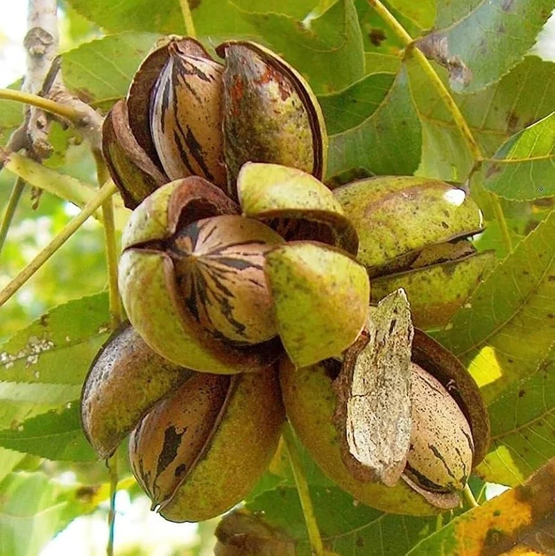 Northern Pecan (Carya illinoinensis) – Seeds