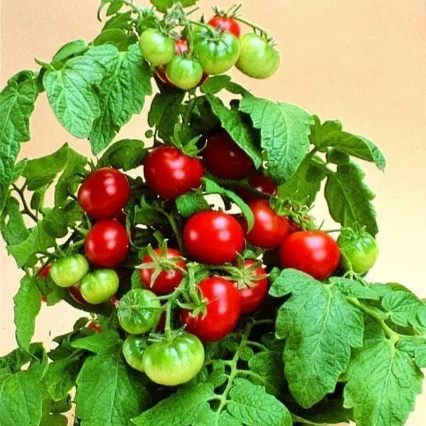 Tomate Patio F1 ( Solanum lycopersicum )