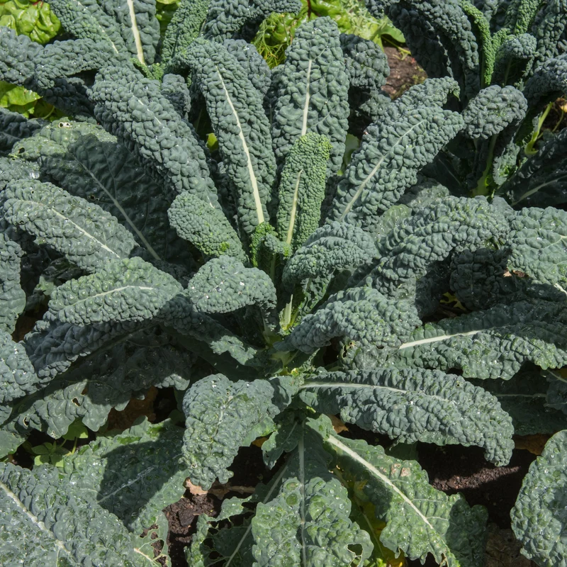 Chou frisé ‘Palmier Toscano’ ( Brassica oleracea )