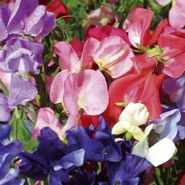 Pois de senteur mélange ‘Mammoth’ ( Lathyrus odoratus )