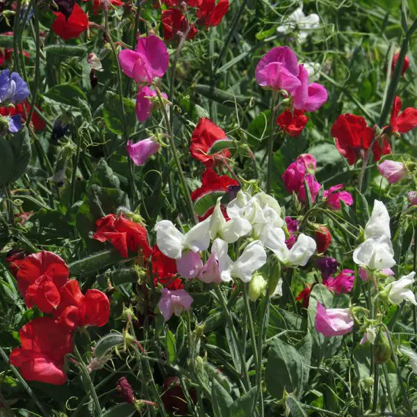 Pois de senteur mélange ‘Spencer’ ( Lathyrus odoratus )
