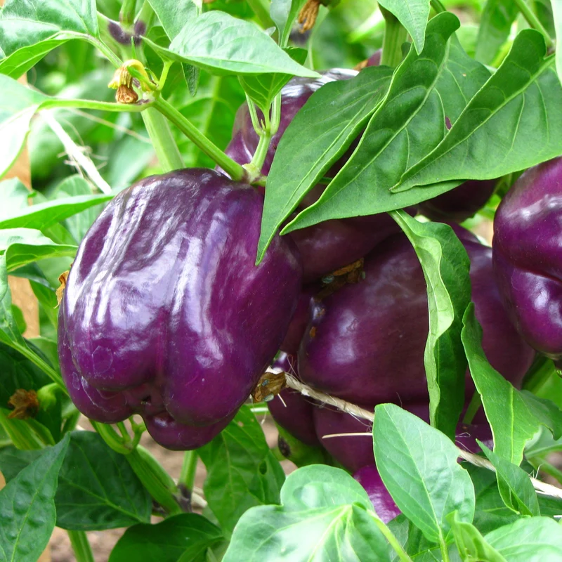 Poivron mauve ‘Tequila’ F1 ( Capsicum annuum )