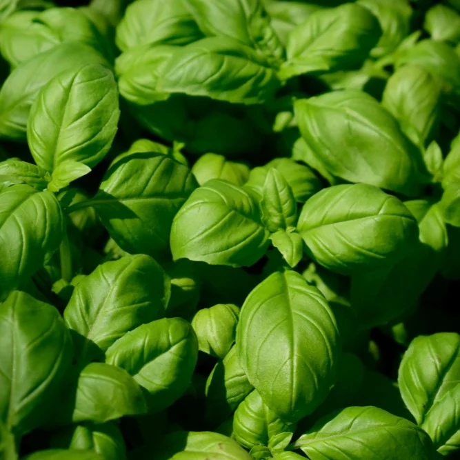 Basilic ‘Grand Vert Genovese’ ( Ocimum basilicum )