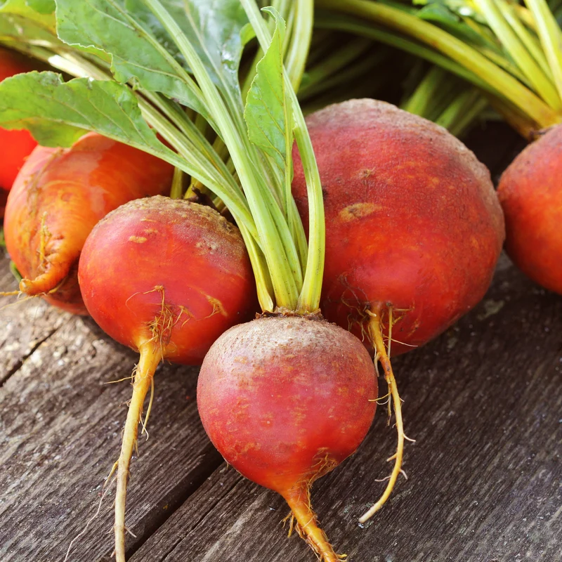 Betterave jaune ‘Touchstone Gold’ ( Beta vulgaris )