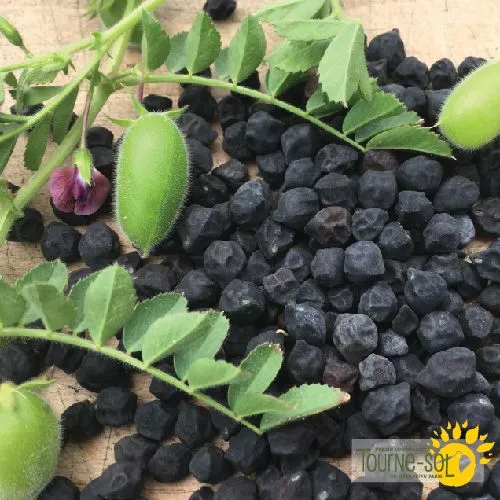 Pois chiche ‘Black Kabouli’ ( Cicer arietinum )