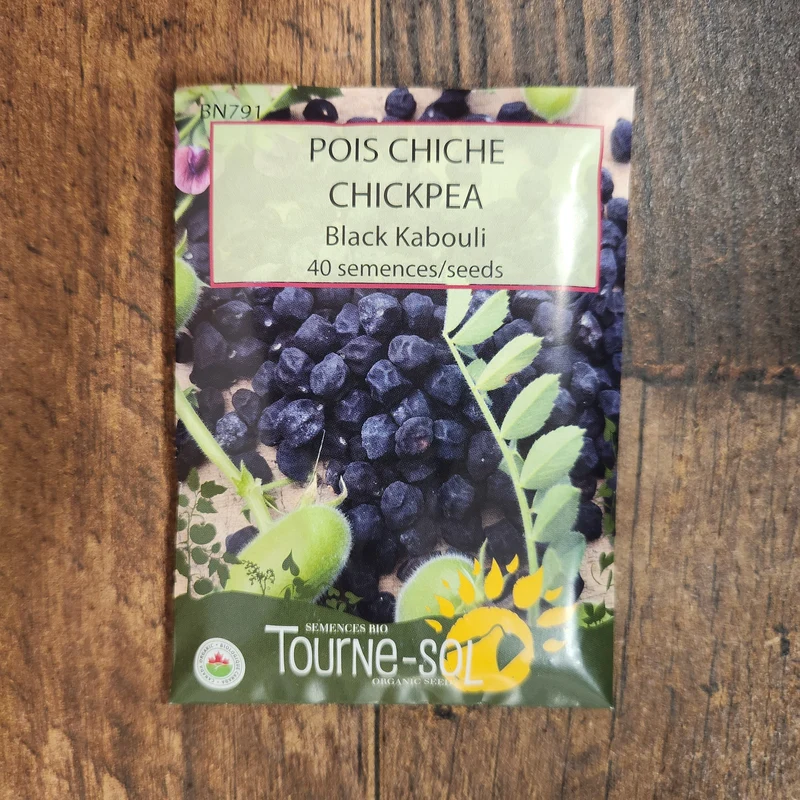 Pois chiche ‘Black Kabouli’ ( Cicer arietinum )