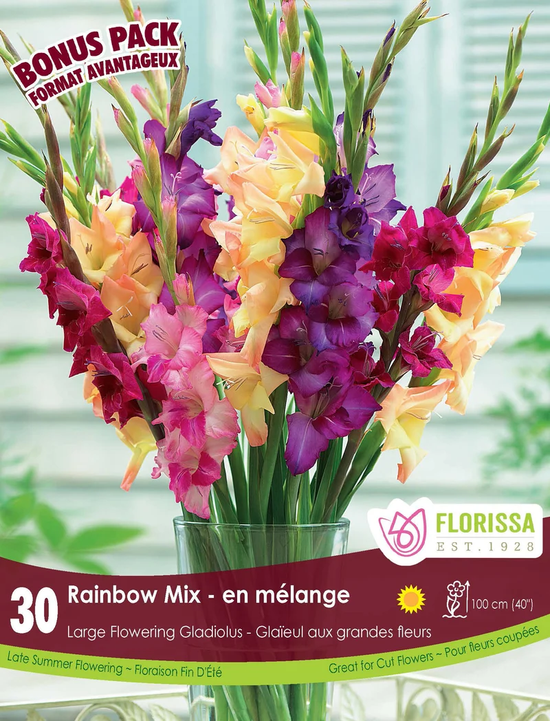 Glaïeul ‘Rainbow Mix’ ( Gladiolus × hortulanus , mélange)
