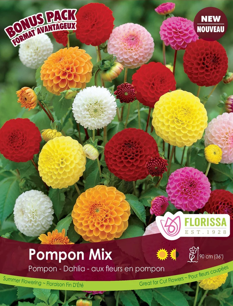 Dahlia pompon ‘Mélange’ ( Dahlia )