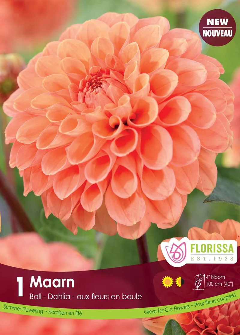 Dahlia pompon ‘Maarn’ ( Dahlia )