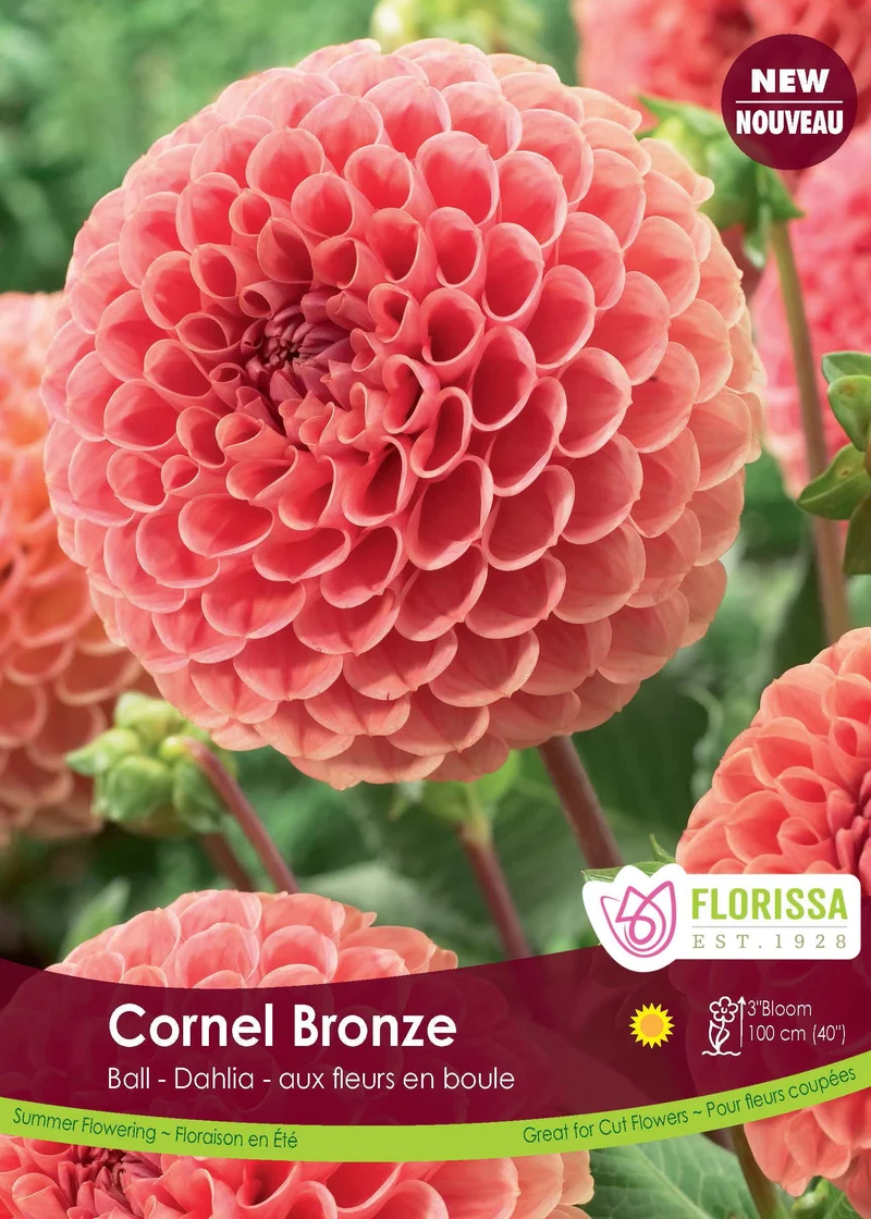 Dahlia pompon ‘Cornel Bronze’ ( Dahlia )