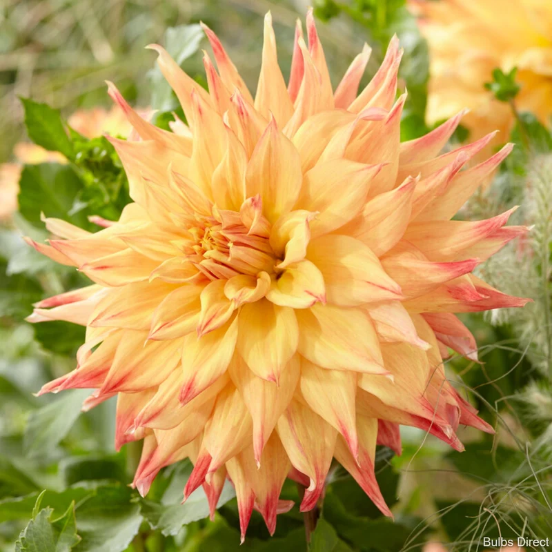 Dahlia géant semi-cactus ‘Eva Luna’ ( Dahlia )