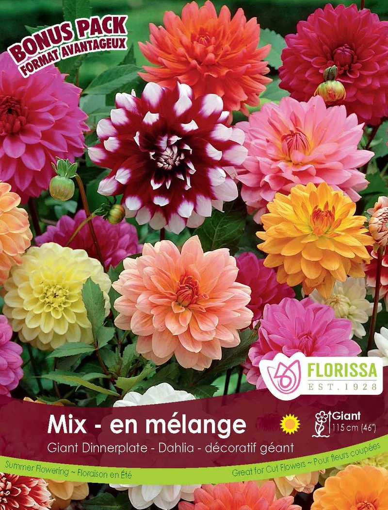 Dahlias géants ‘Mélange’ ( Dahlia ) — 4 tubercules