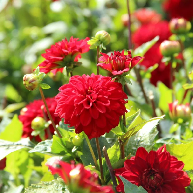 Dahlia ‘Singer’ ( Dahlia ‘Gallery Singer’)