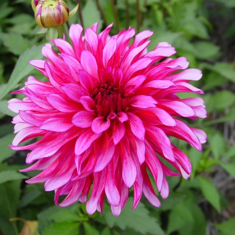 Dahlia ‘Art Nouveau’ ( Dahlia )