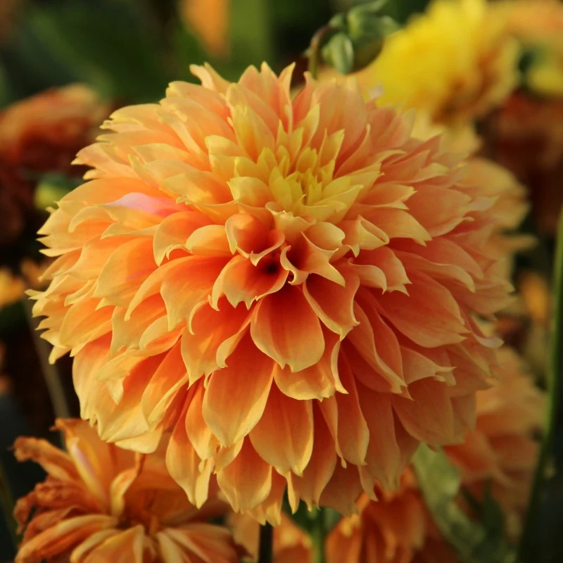 Dahlia frangé ‘Deep Impact’ ( Dahlia )