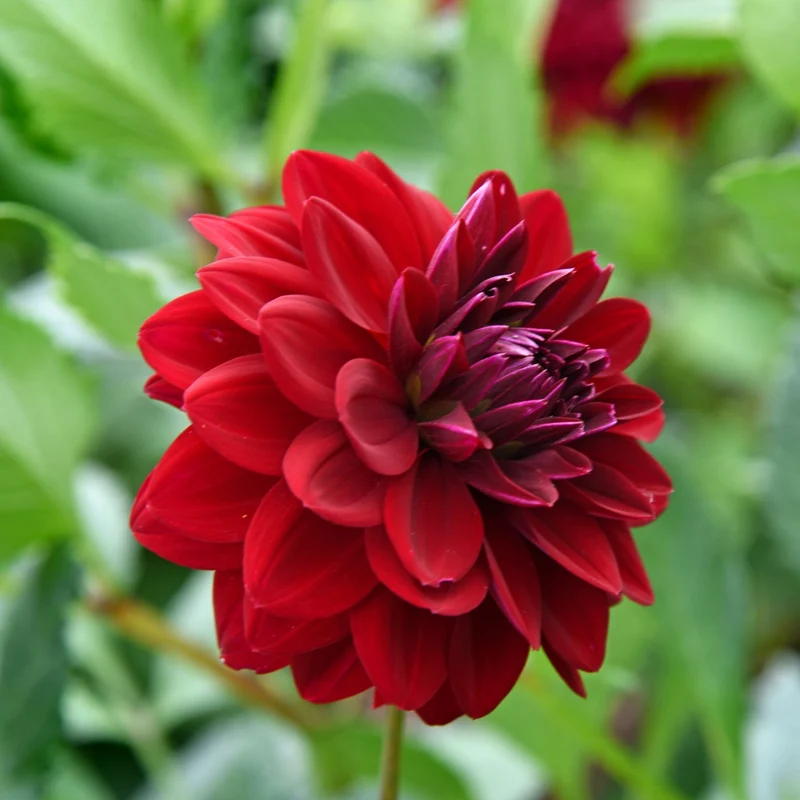 Dahlia ‘Arabian Night’ ( Dahlia )