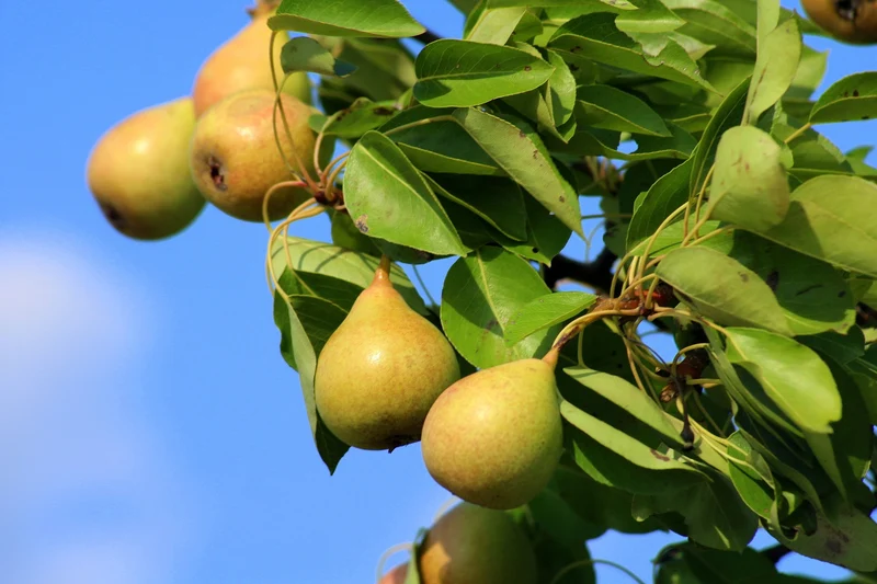 Ussurian Pear (Pyrus ussuriensis) – Seeds