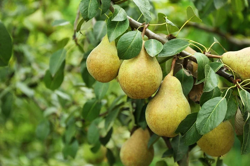 Ussurian Pear (Pyrus ussuriensis) – Seeds