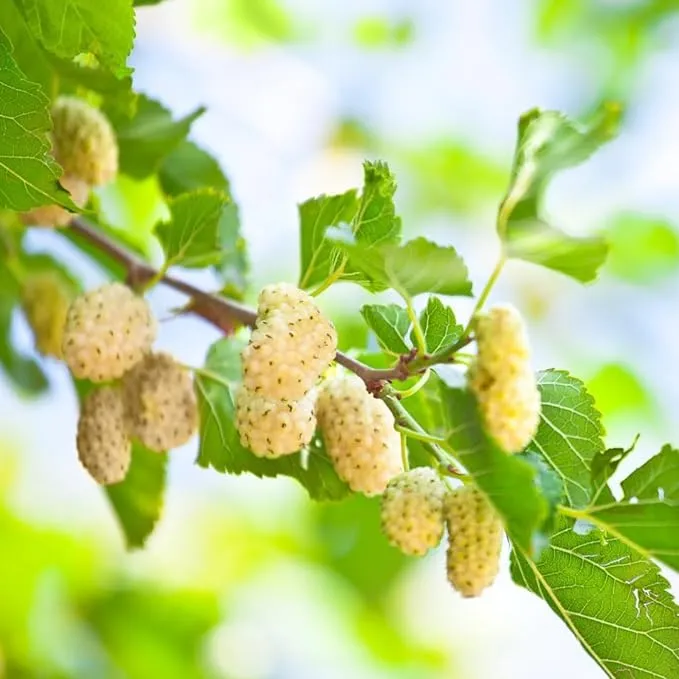 White Mulberry (Morus alba) – Seeds