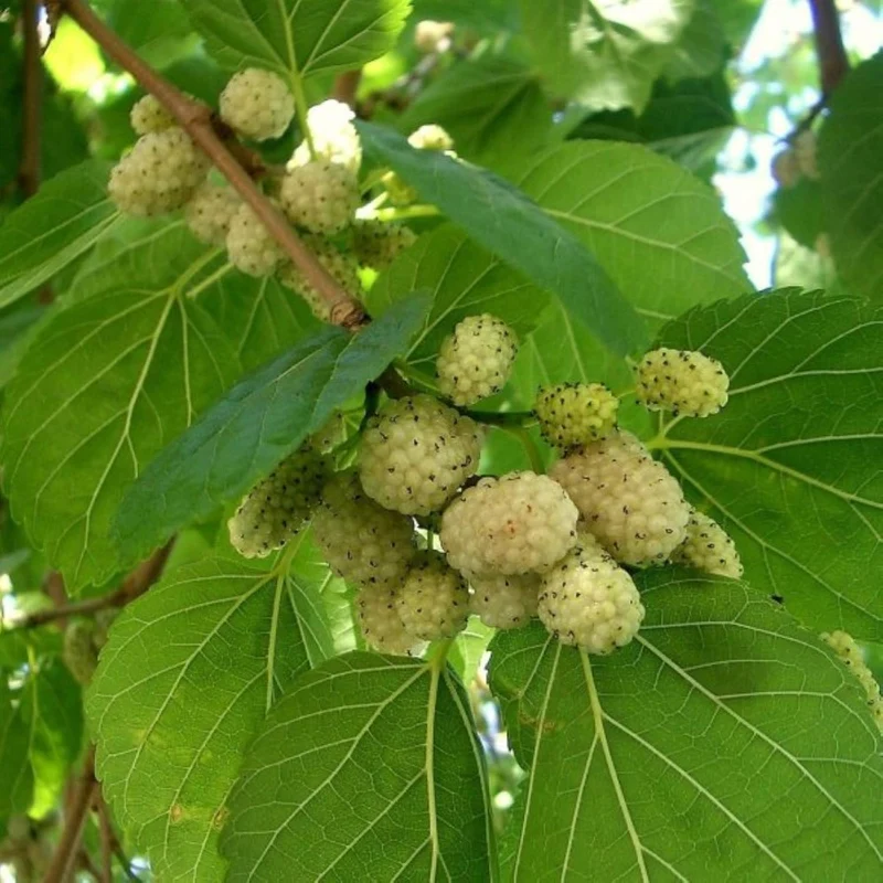 White Mulberry (Morus alba) – Seeds