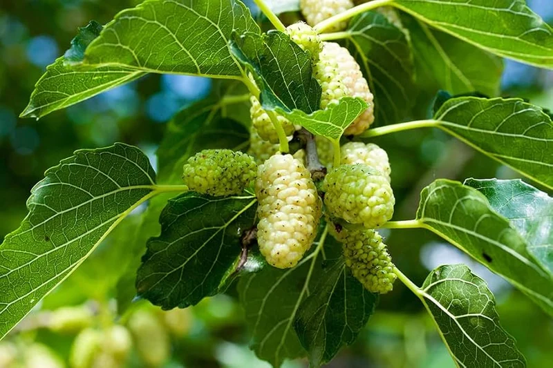 Russian Mulberry (Morus alba) – Seeds