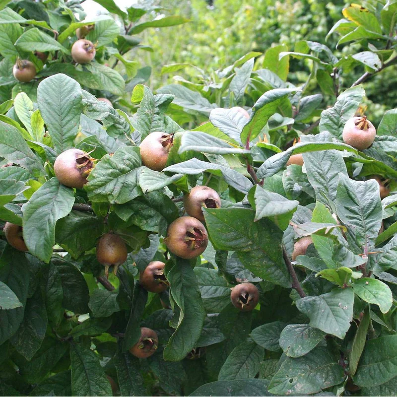 Medlar (Mespilus germanica) – Seeds