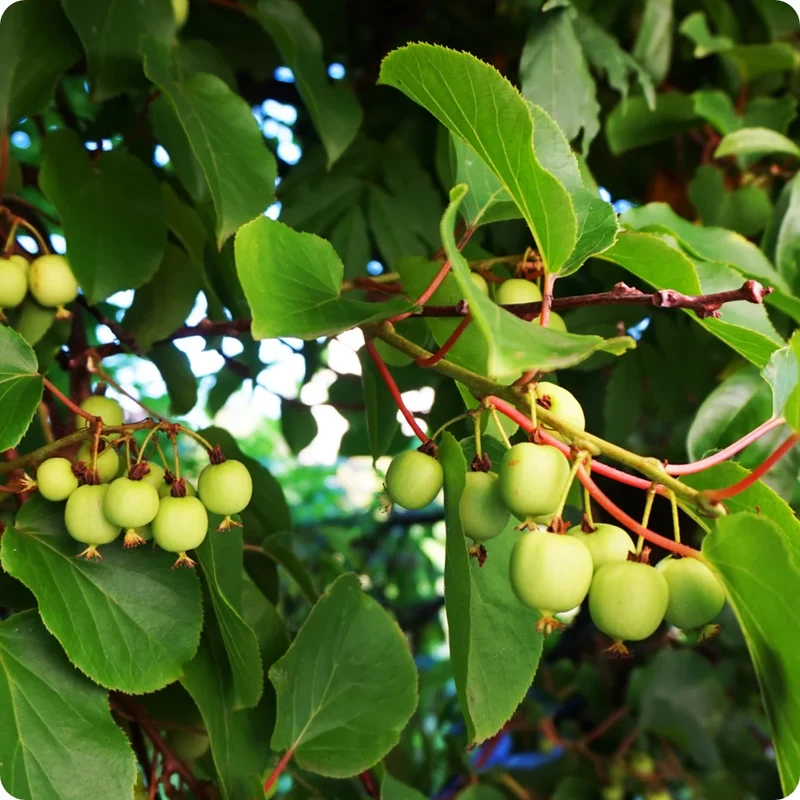 Bower Kiwi Vine (Actinidia arguta) – Seeds