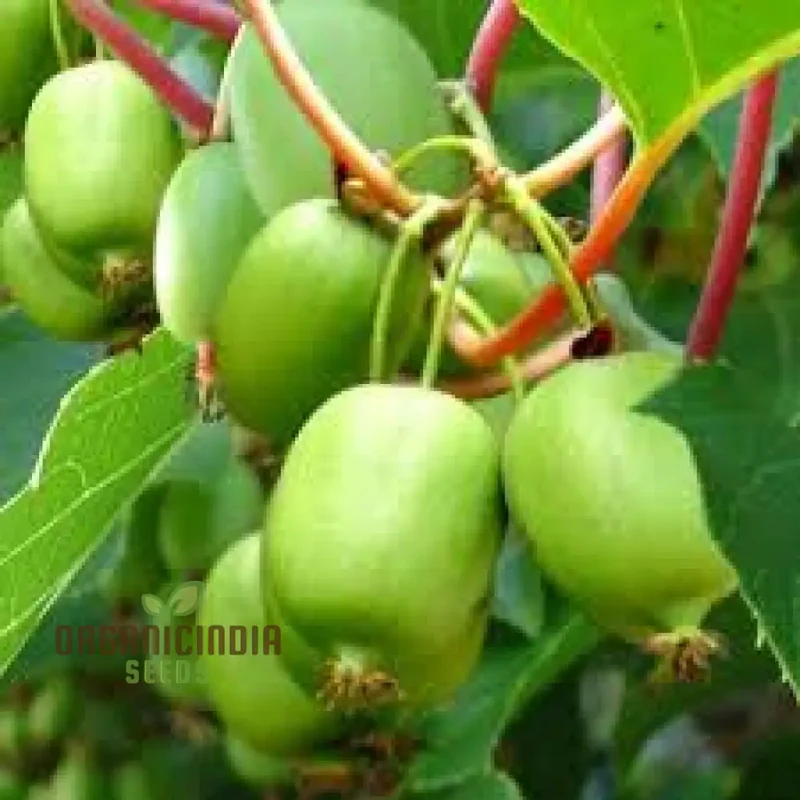 Bower Kiwi Vine (Actinidia arguta) – Seeds