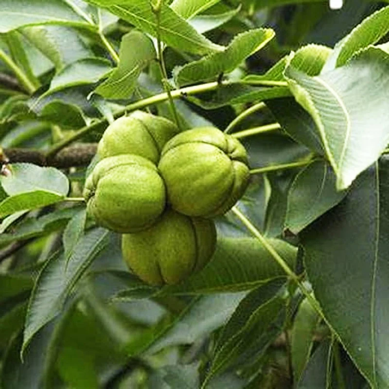 Shagbark Hickory (Carya ovata) – Seeds