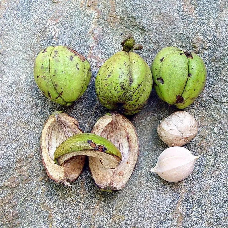 Shagbark Hickory (Carya ovata) – Seeds