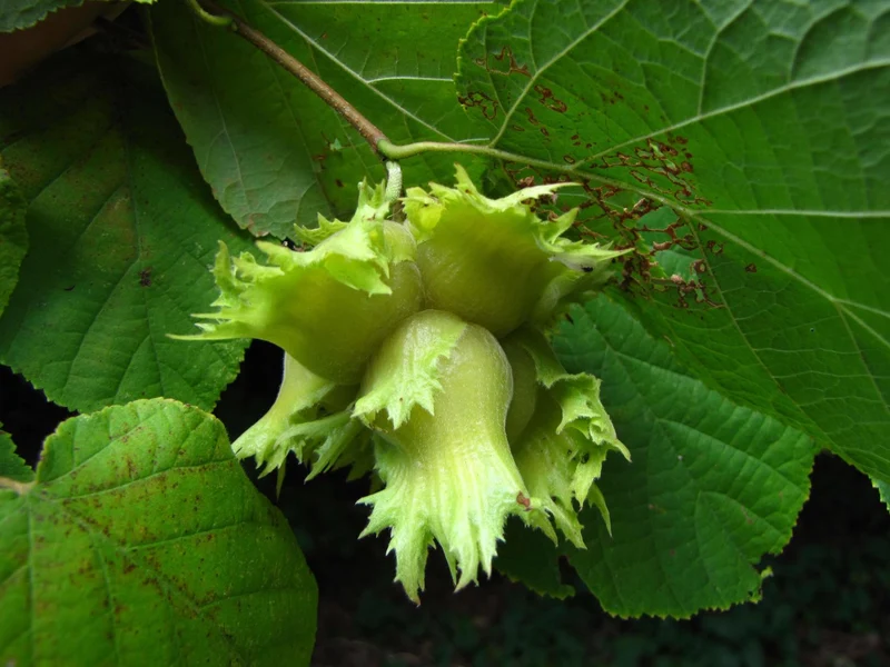 American Hazelnut (Corylus Americana) – Seeds