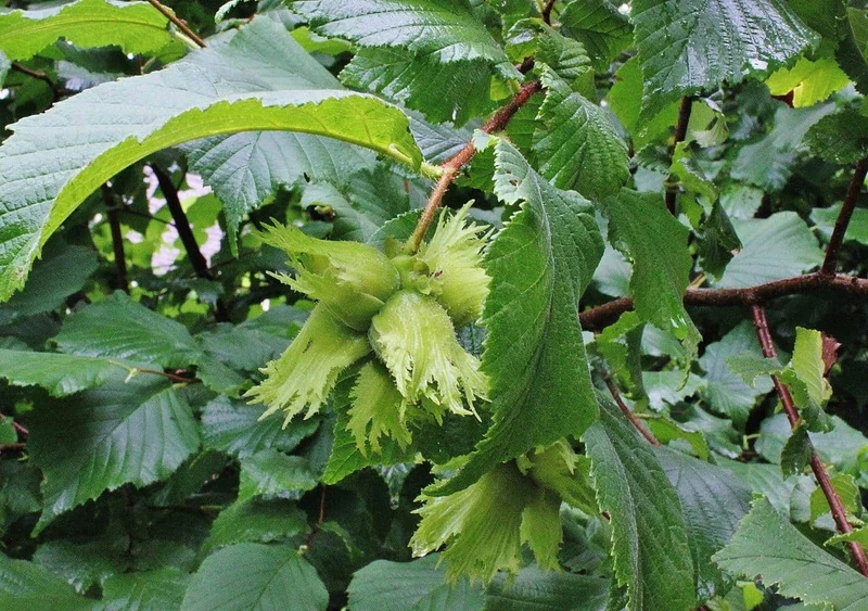 American Hazelnut (Corylus Americana) – Seeds