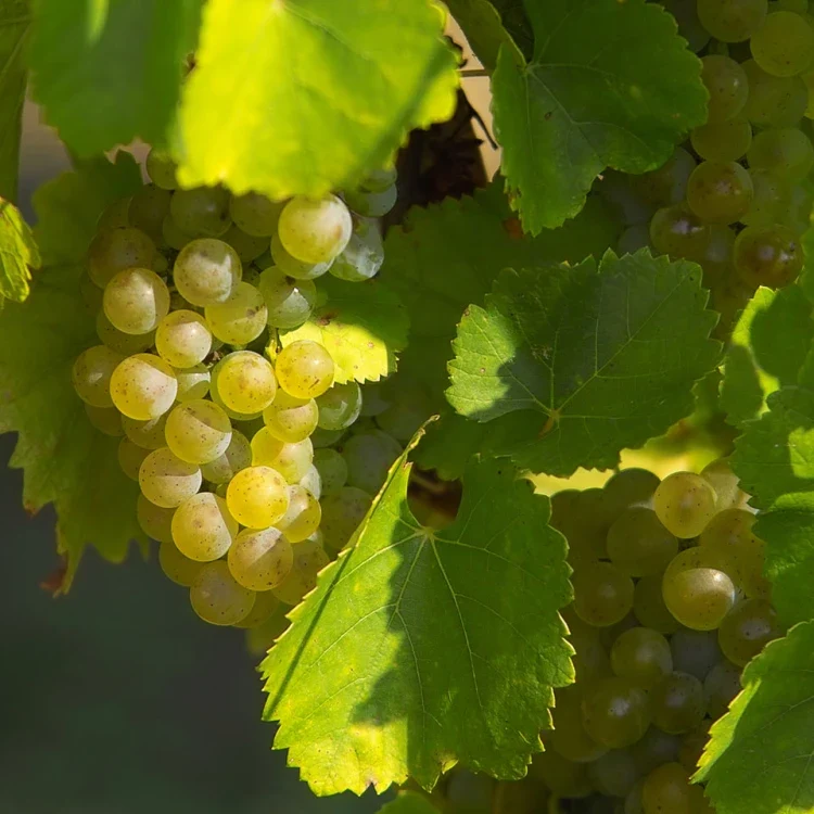 European Wine Grape (Vitis vinifera) – Seeds
