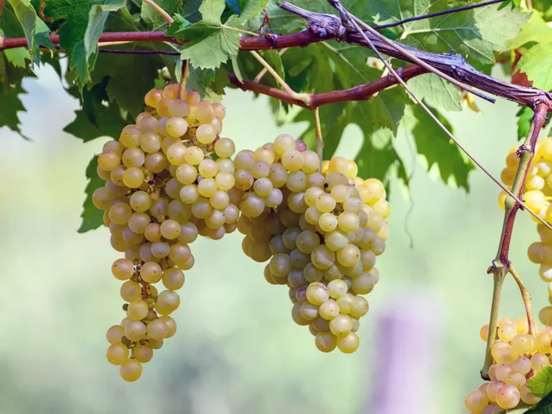 European Wine Grape (Vitis vinifera) – Seeds