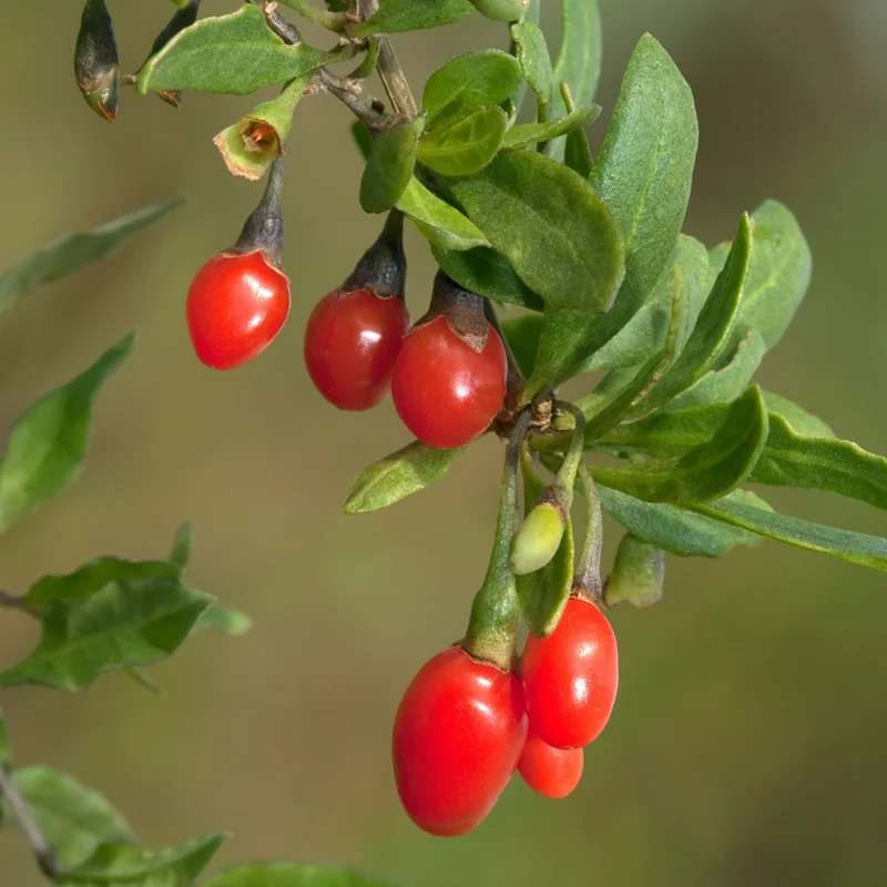 Goji Berry (Lycium barbarum) – Seeds