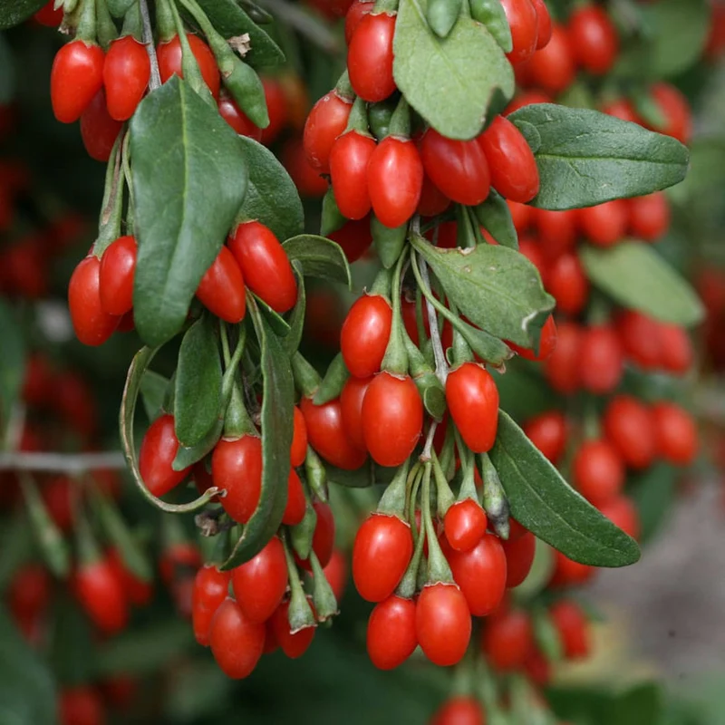 Goji Berry (Lycium barbarum) – Seeds