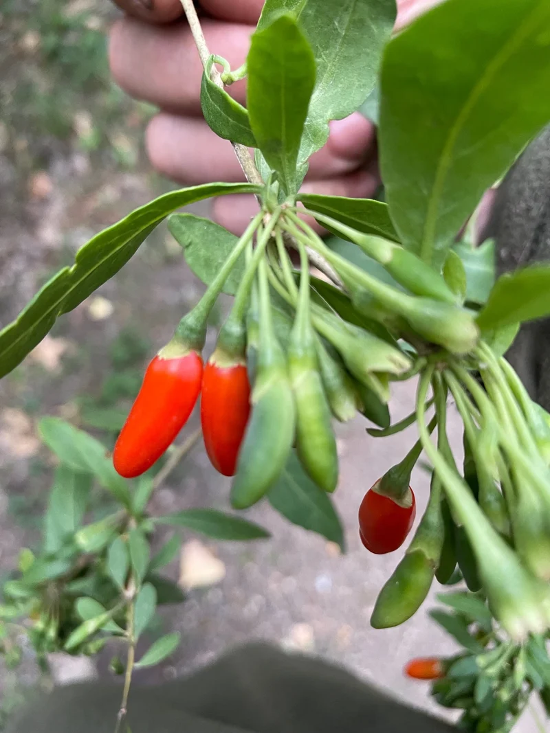 Goji Berry (Lycium barbarum) – Seeds