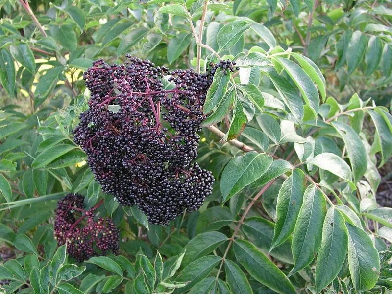 Improved Cultivar Mix Elderberry (Sambucus nigra) – Seeds