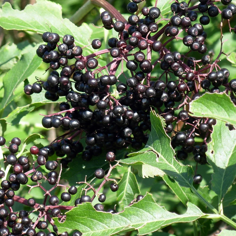 Black Elderberry (Sambucus nigra) – Seeds