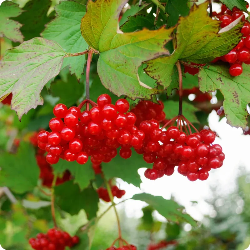 Wentworth High-Bush Cranberry (Vaccinium corymbosum 'Wentworth') – Seeds